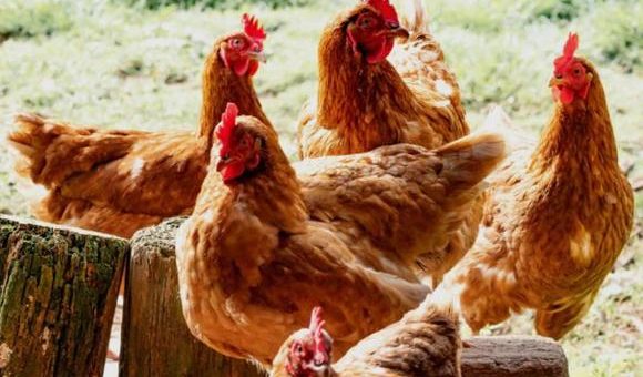 美國禽流感爆發，佐州這些規定和措施你要知道！