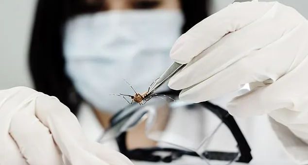 世卫警告:昆虫传播病毒恐成新"毒王"! 每年感染3.9亿 40亿人在高危区